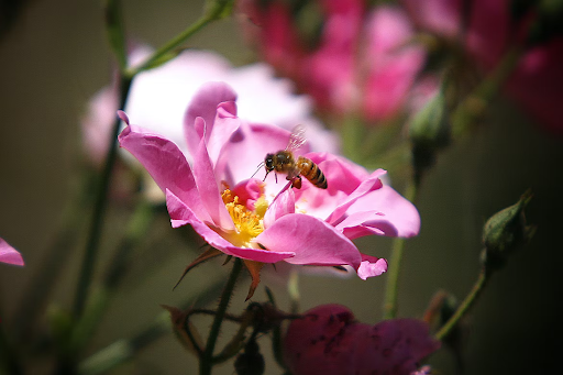 Bees on pink flowers