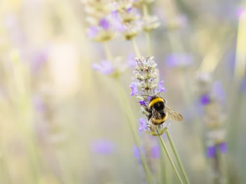 bee in a field