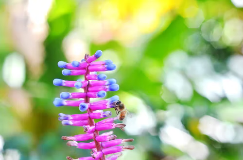 bee on purple flower