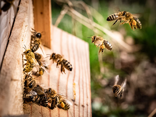 bees close up on wood