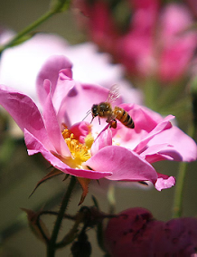 Essential Bee-Friendly Garden Design Tips