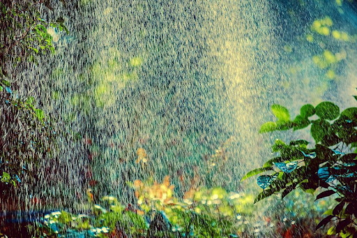 Plants in sunlight shower