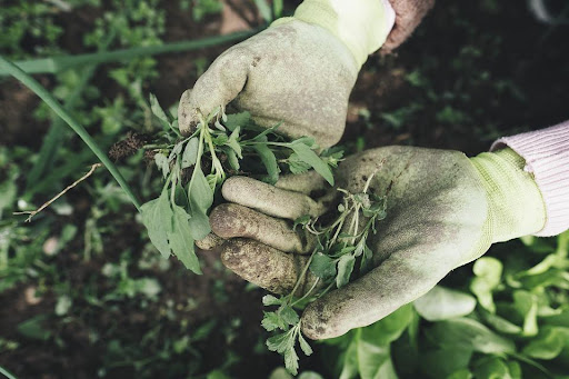 hand holding weeds