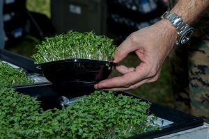 A person is holding a small container of microgreens, with more containers of microgreens on the table in front.