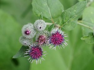 Close-up of burdock plant with green leaves and purple thistle-like flowers.