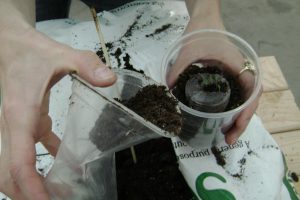 Person transferring soil and a seedling from one plastic cup to another.