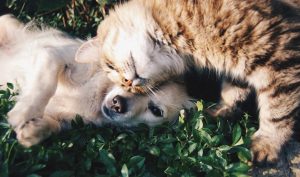 A cat and a dog are cuddling together on a bed of green grass.