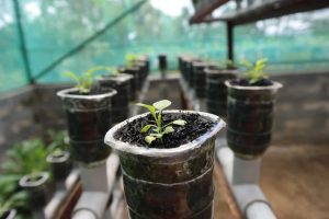 A close-up view of plants growing hydroponically.