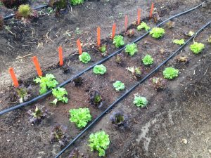 Succession planting for lettuces.