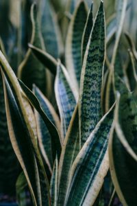 Close-up snake plants with ornamental leaves.
