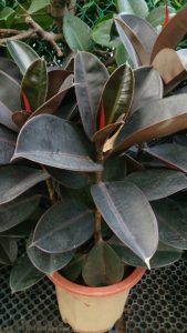 Close-up rubber plants in pots.