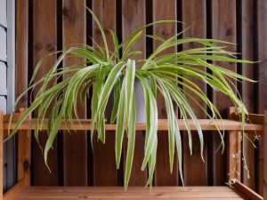 Spider plants with plantlets and flowers.