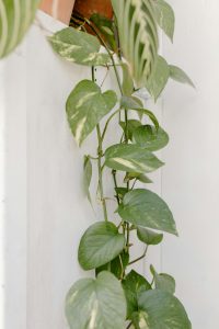 Green and white leaves of pothos.