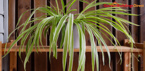 How to Grow Plants in Your Summer House