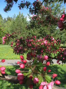 Close-up crab apple tree.