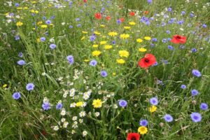 Wildflowers in a range of colours.