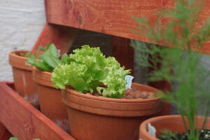 Lettuce and herbs grown in pots.