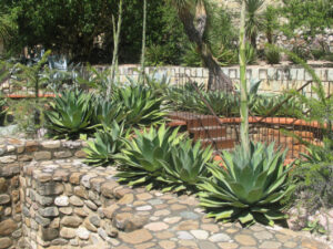 Agave garden landscape.