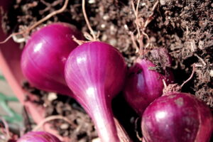 Freshly picked onions.