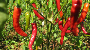 Red chilli pepper plants