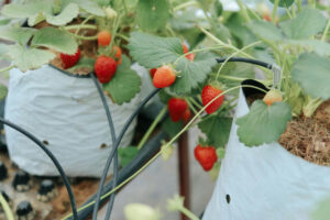 Close up grown garden strawberries.