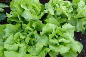 Close-up garden lettuce.