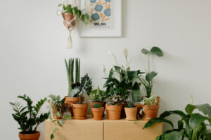 A variety of houseplants in clay pots.