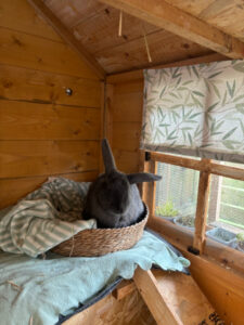 BillyOh customer's image of a shed rabbit house